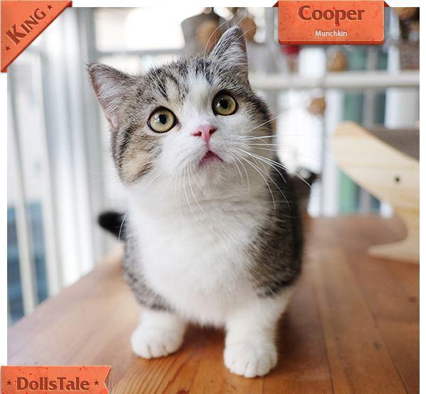 什么品种的猫咪上手手感最好、毛发最蓬松最粘