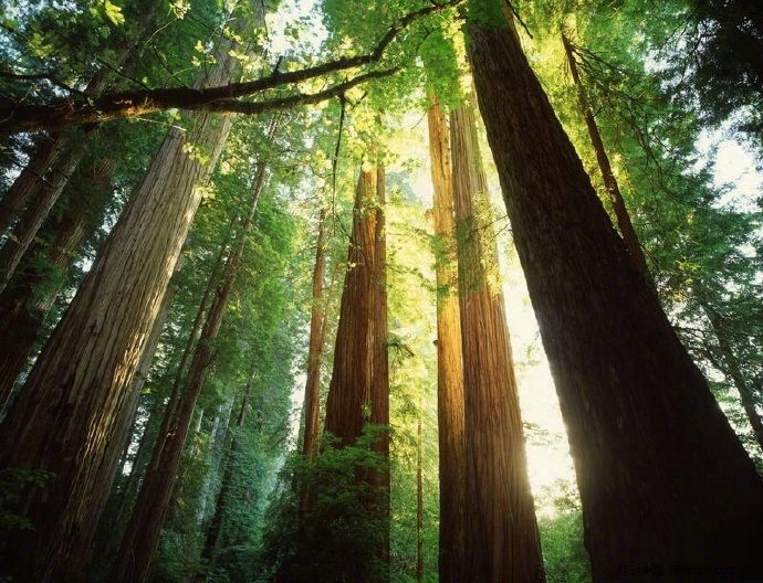 盛夏清晨的第一缕阳光