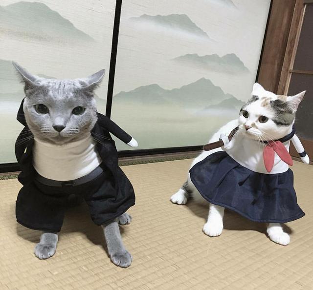 猫咪也爱玩cosplay?这么萌的造型你忍心错过吗?