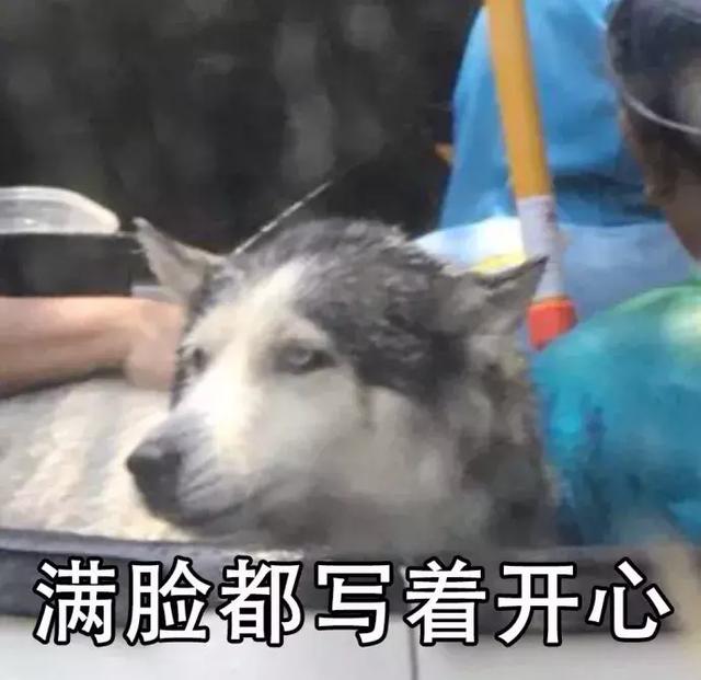 不过放大二哈的表情一看,好像是脸上笑嘻嘻,心里mmp!