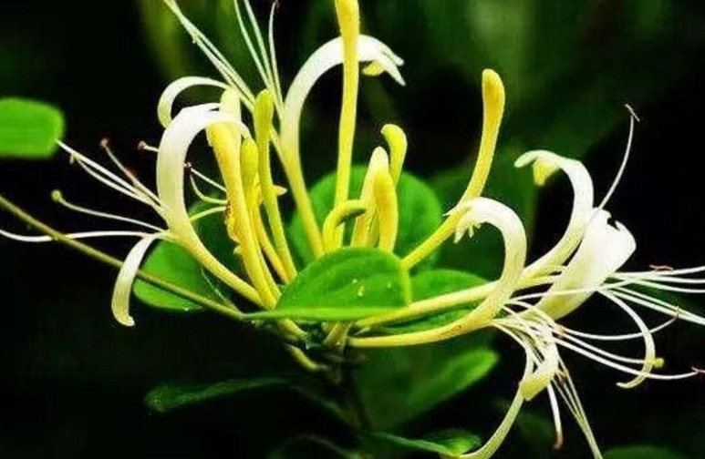 清热解毒良药金银花