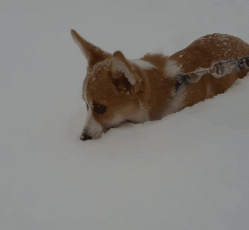 看了一下午的柯基玩雪小视频,太尼玛萌了,随便截几个gif给你们感受一