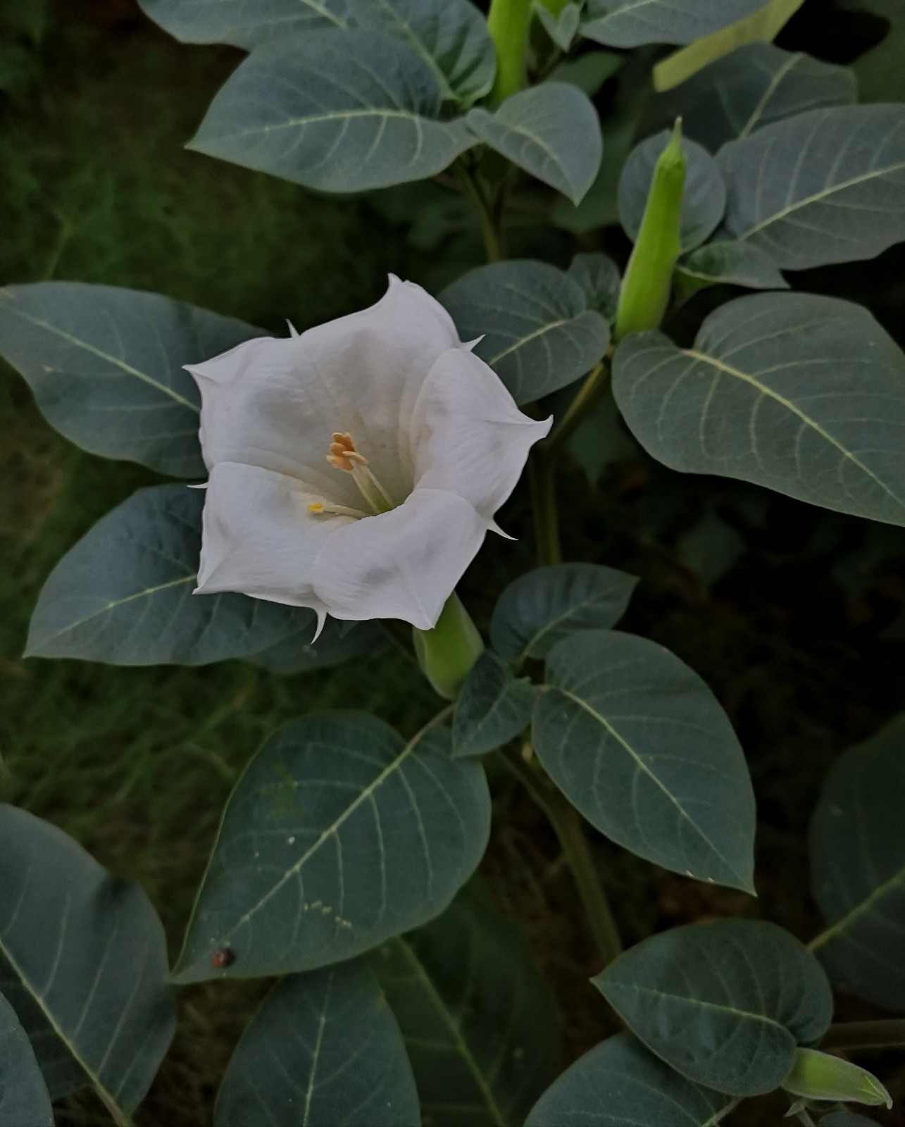 可致癌致幻的剧毒之花——曼陀罗,夜晚开花清晨闭合