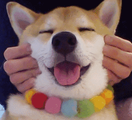 壁纸 动物 狗 狗狗 260_237 gif 动态图 动图