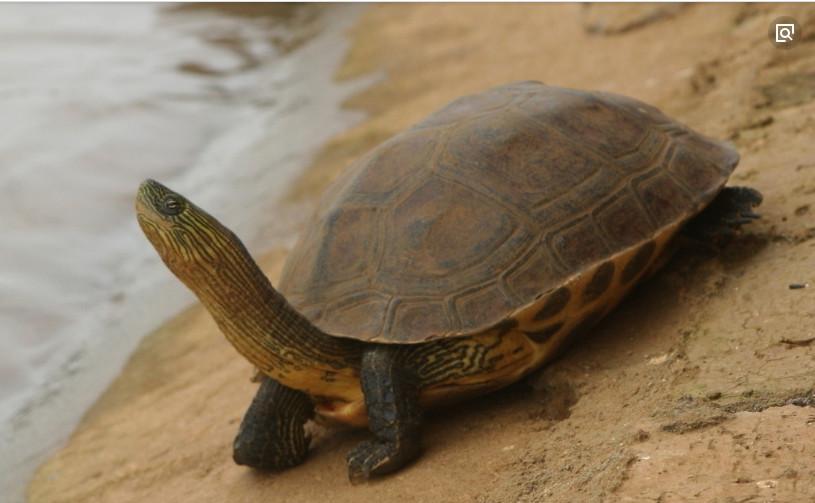 中华花龟又称花龟、斑龟、珍珠龟, 龟鳖目、潮龟科属爬行动物