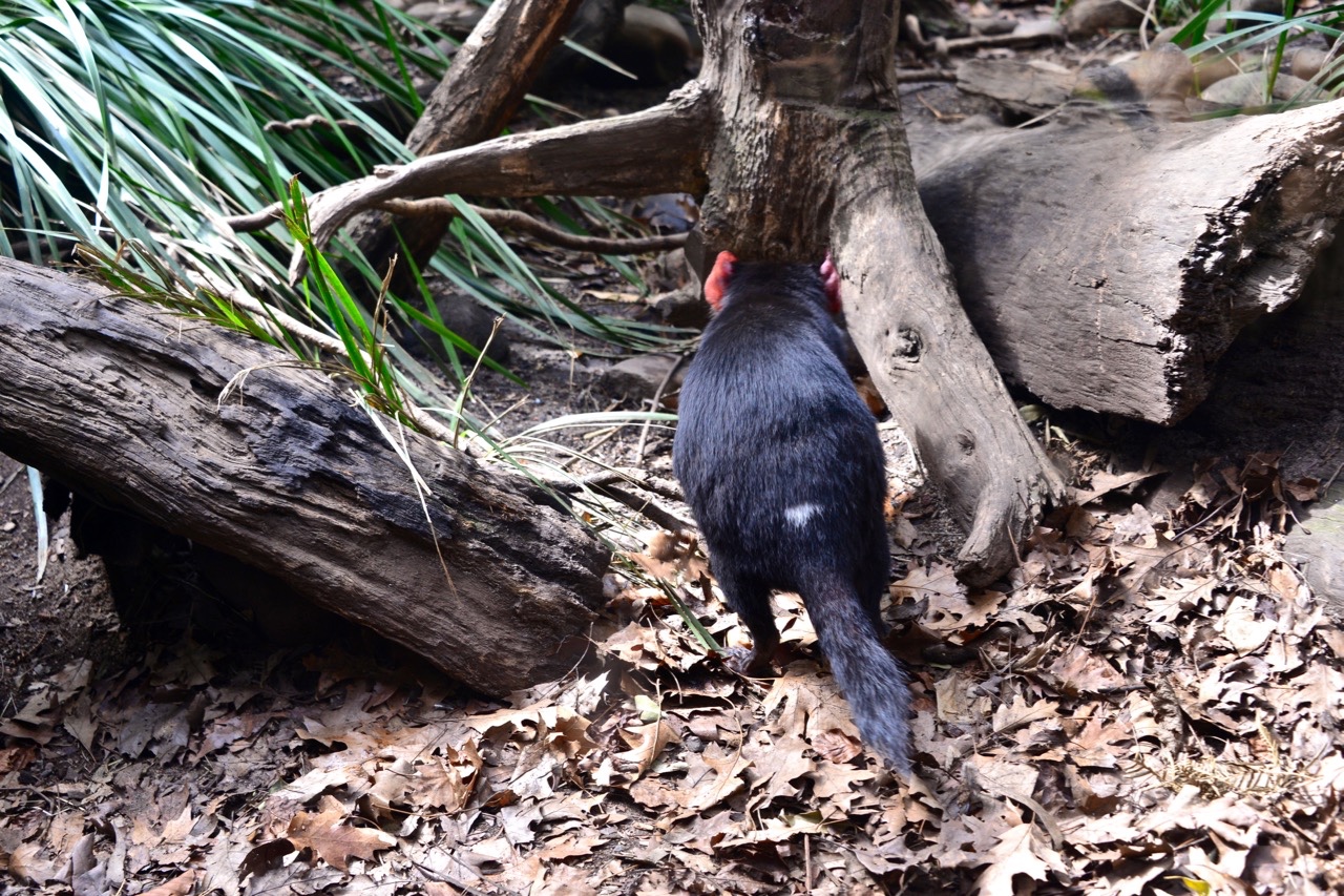 它的叫声太过恐怖,所以人们称之为塔斯马尼亚