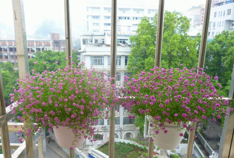 这些花期特别长的鲜花，很适合春天种植，好看又好养哦