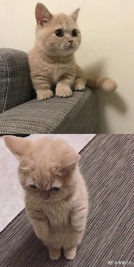 太傻太呆萌的小肥猫 ._新浪看点