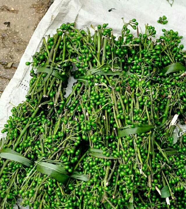 云南木姜子,下手慢了都抢不到