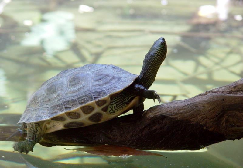 中华花龟又称花龟、斑龟、珍珠龟, 龟鳖目、潮龟科属爬行动物
