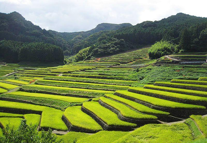 秋天乡村梯田到贵州都匀吃蚱蜢, 炸的, 烤的