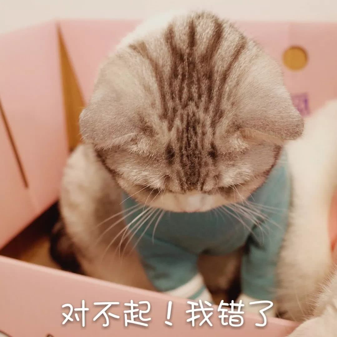 猫咪表情包带字