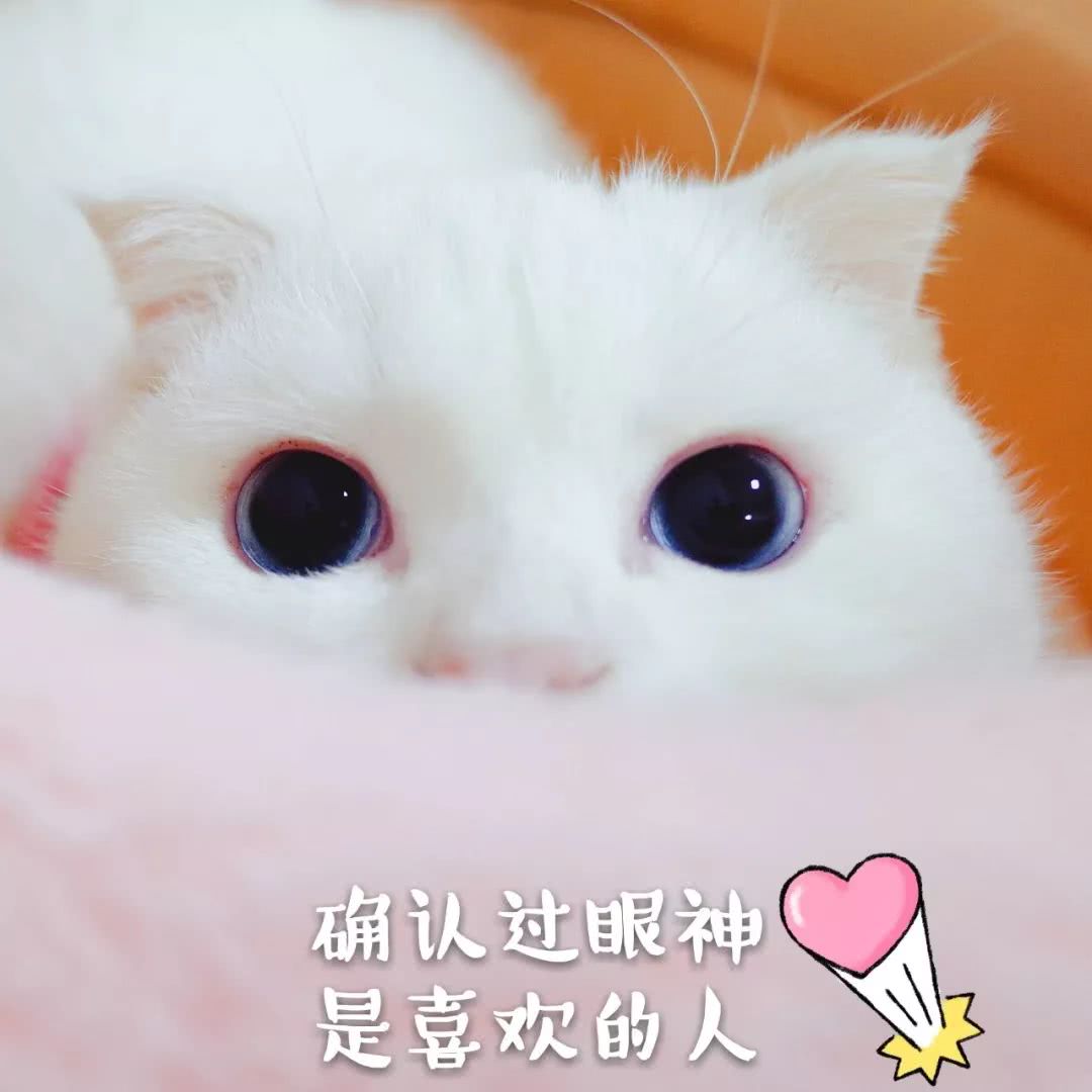 猫咪表情包带字
