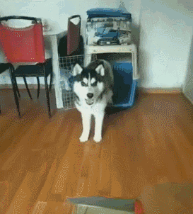 搞笑萌宠合集:看到第一个我就笑喷了,不信来看