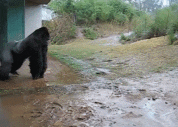 搞笑gif:这才是战斗名族的女司机,惹不起~惹不起啊