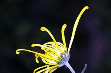 李商隐一首诗描写菊花,全文无一个花字,却物我