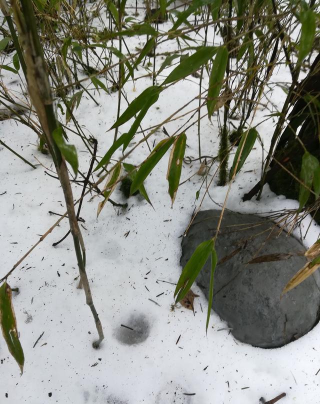 五一峨眉山真的美,国民素质有待提高