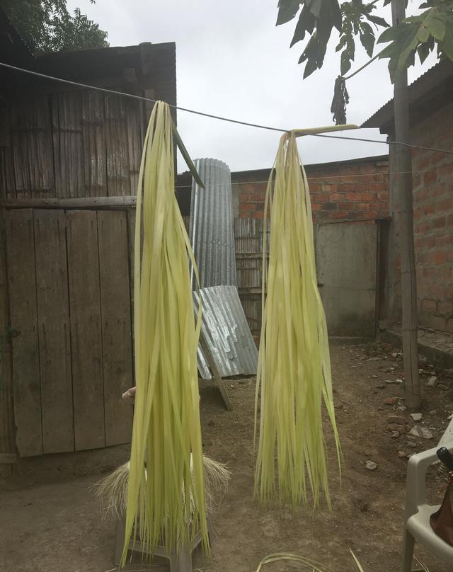 巴拿马草帽价格为什么那么贵?深入厄瓜多尔揭