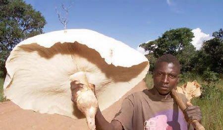 地球上5大不可思议的极端生命, 第三没水喝也