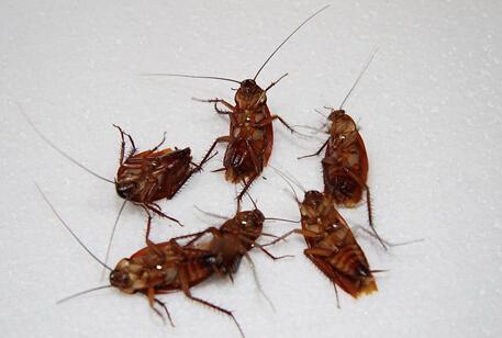 为什么蟑螂千万不能用脚踩? 今天终于知道了