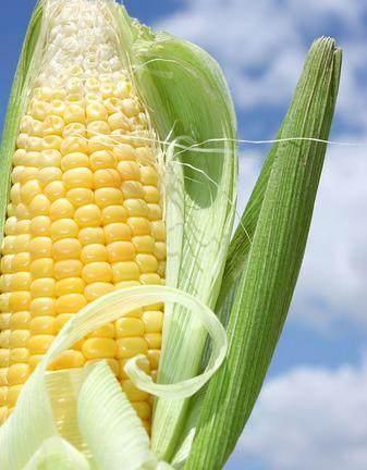 玉米别再放水里煮了, 教你1招, 不但好吃, 孩子