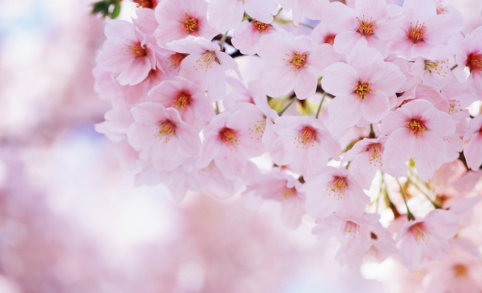 三大生肖5月桃花朵朵开 ,桃花运越旺盛,财运越好!