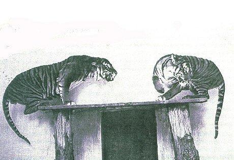 近50年地球上灭绝的11大最典型动物, 基本都和人类活动有关系