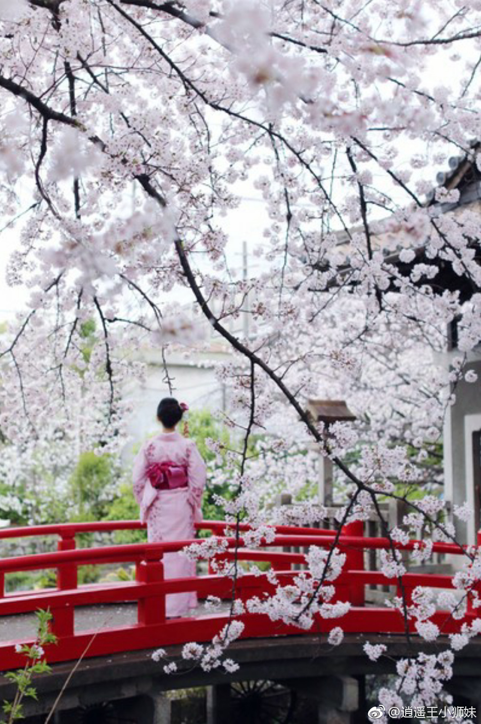 『日本旅行』--京都の樱花日本谚语有樱花七日