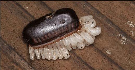 为什么蟑螂千万不能用脚踩? 今天终于知道了