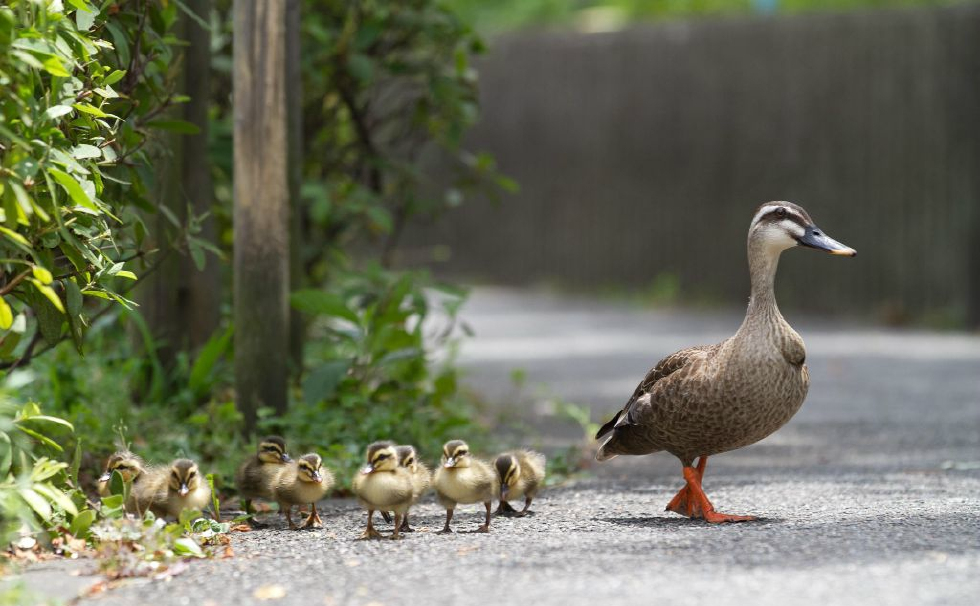 在风和日丽的星期五,鸭妈妈带着小鸭子出来散步.(图片来自东方ic)