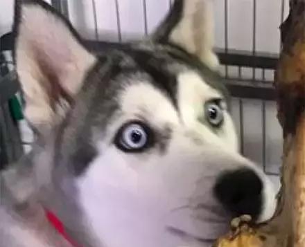 哈士奇看到超大根的骨头,它的眼珠子都要掉下来!