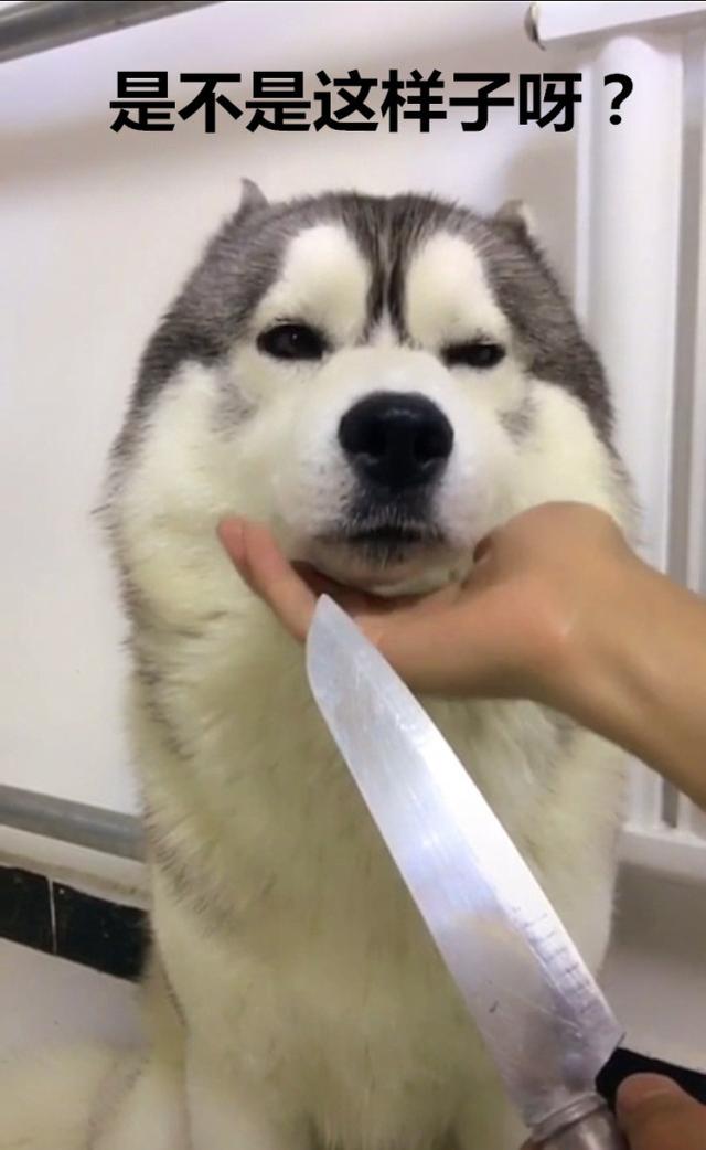 二哈:是不是这样子呀?