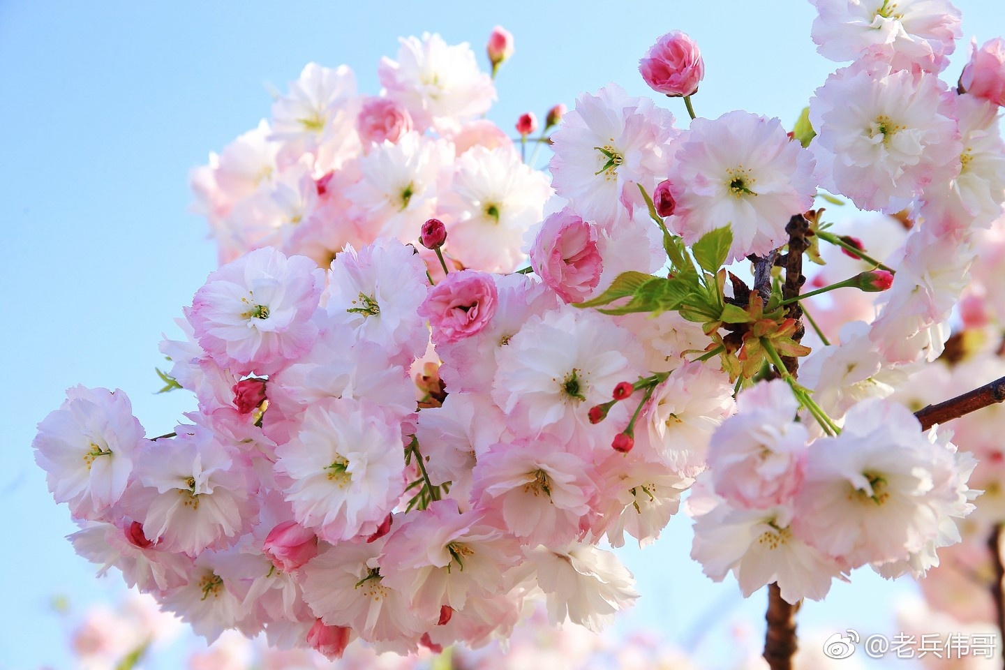 这种樱花来自四月底的旅顺203樱花园,叫松月樱,是非常美丽的晚樱品种