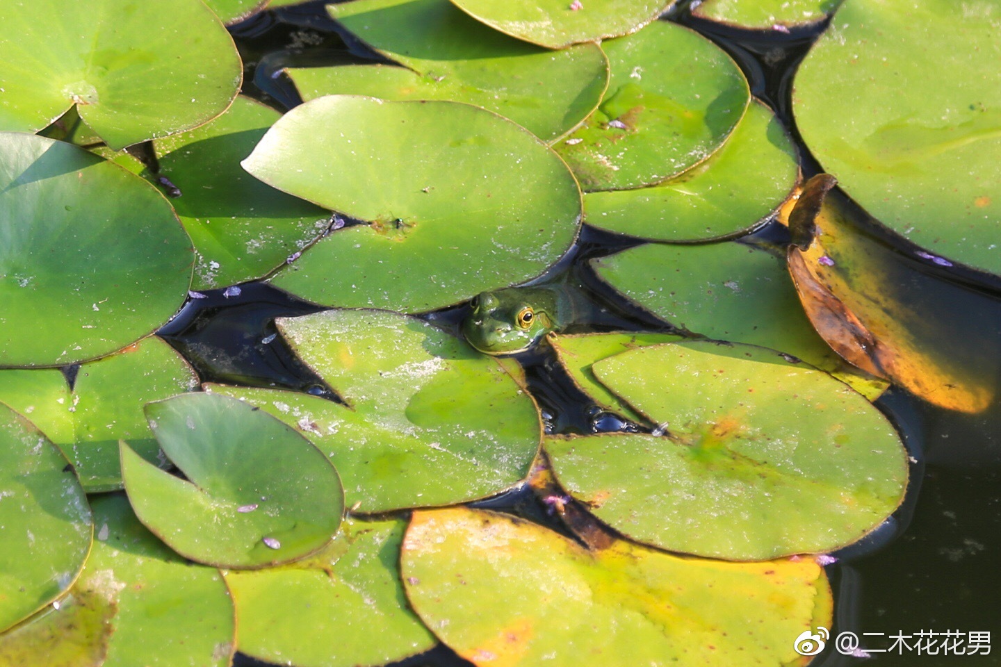 去年抓回池塘的小青蛙好像定居了,早上起来数了一圈发现6只