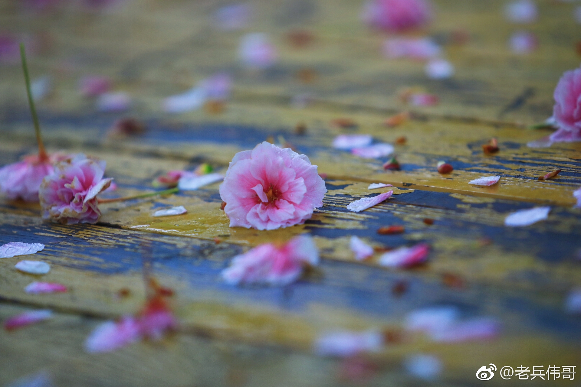遇见大连雨后落樱