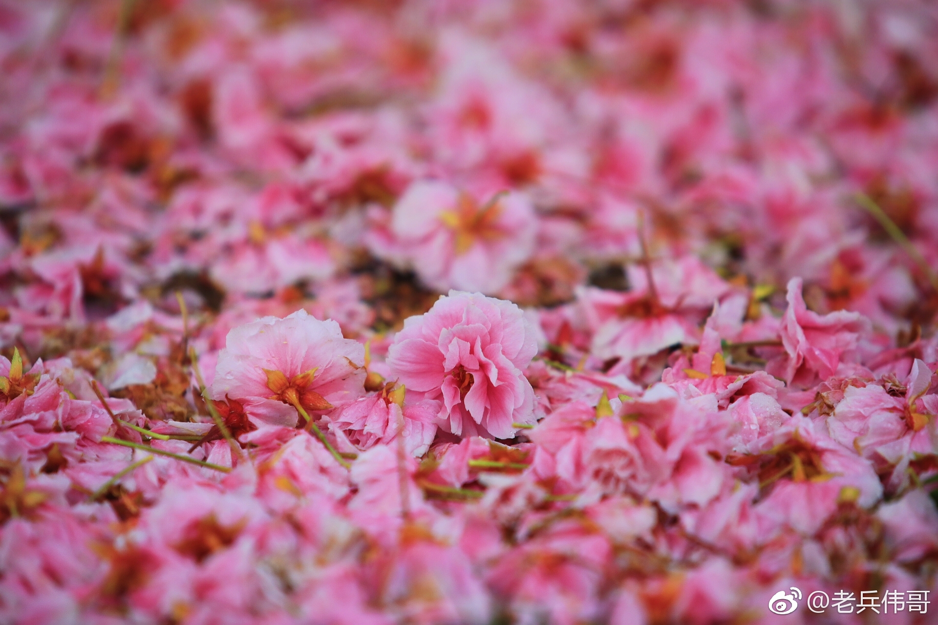 遇见大连雨后落樱