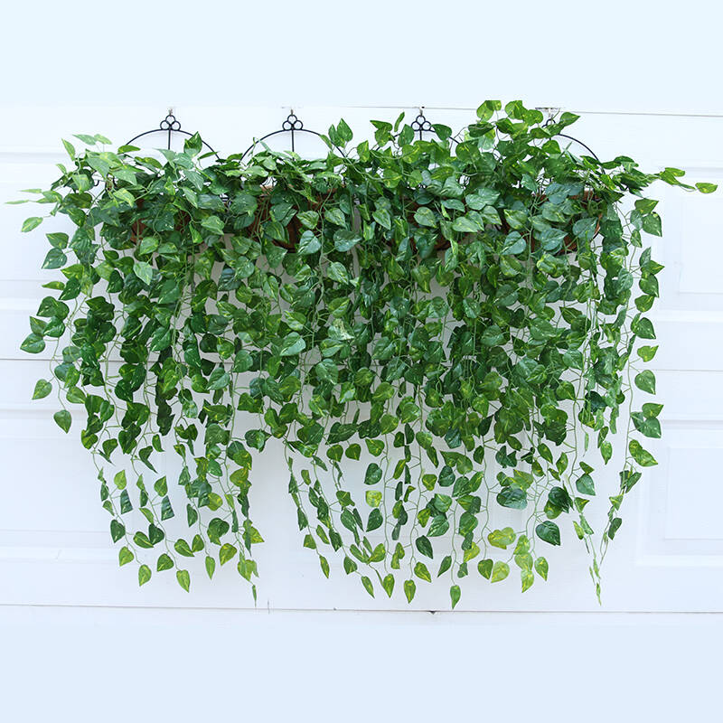 绿萝如何养才能不黄叶,蹭蹭长满盆,喂一勺它就对了