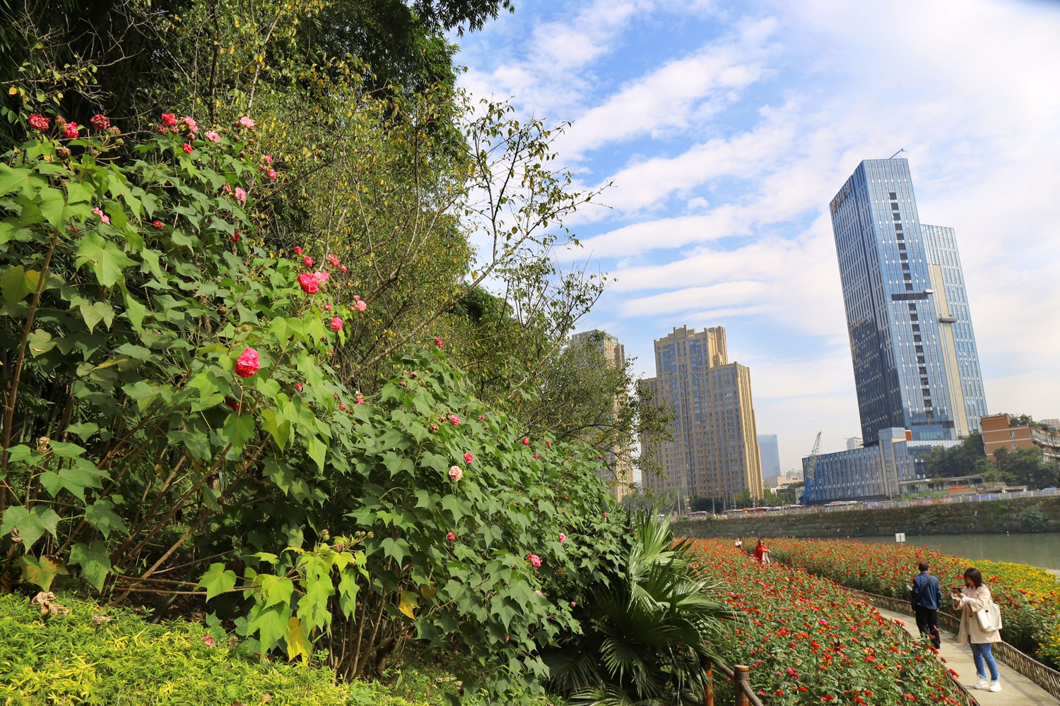 望江楼公园千株芙蓉花盛开 游客可赏"三醉芙蓉"美景