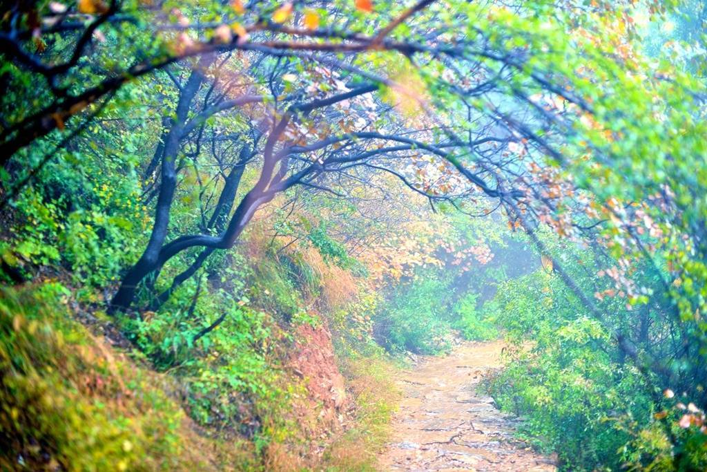 槲叶落山路,枳花明驿墙.