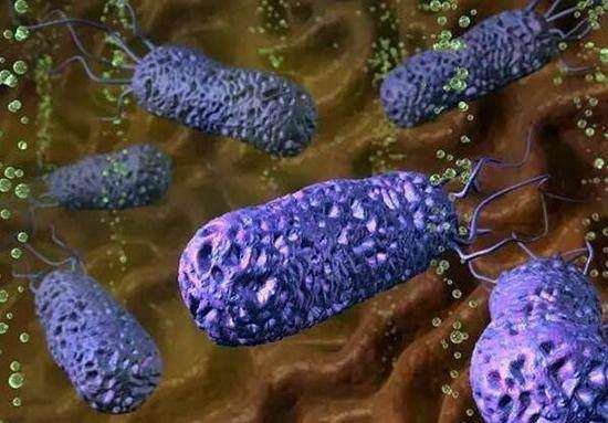 胃炎反酸烧心很难受?它是幽门螺旋杆菌的克星