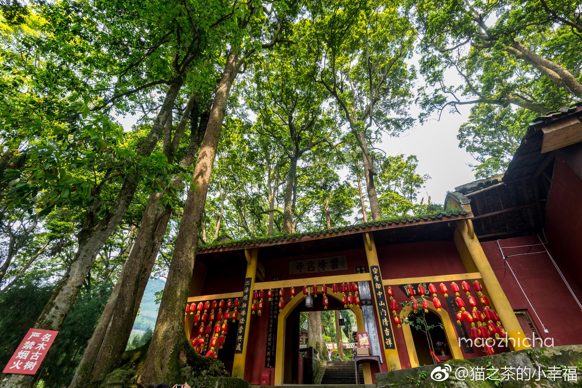 雅安荥经·云峰寺,千年桢楠王下的千年古刹