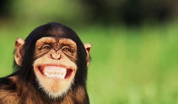 全球各地动物最灿烂的笑容!
