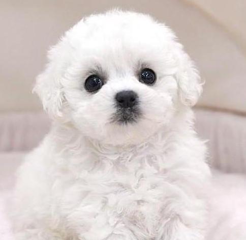 朋友炫耀自家的一窝小泰迪,抢来一只超萌犬 朋友:换一只行吗?