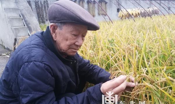 “寒地香稻之父”苗永增:安身简陋农居 守望试验田