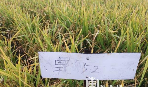“寒地香稻之父”苗永增:安身简陋农居 守望试验田