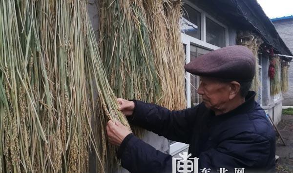 “寒地香稻之父”苗永增:安身简陋农居 守望试验田