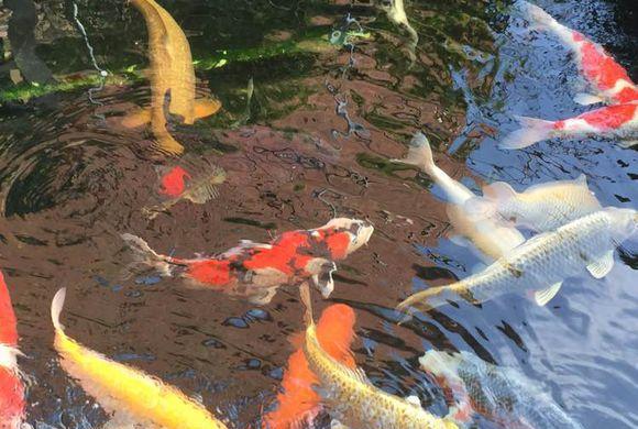 锦鲤的生活习性