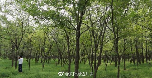 内黄县长,该教育教育你的百姓,为二帝陵的槐花