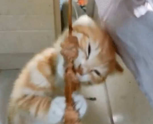 主人把小橘猫的吃相分享到了网上,网友们一看都忍不住笑了: