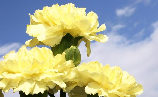 百善孝为先,感恩父母,无愧生命,你又有多久没回